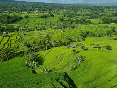 jatiluwih rice terrace (2)
