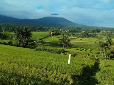 jatiluwih rice terrace (4)