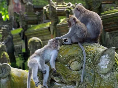 monkey forest (1)