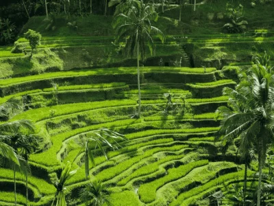 tegallalang rice terrace (2)