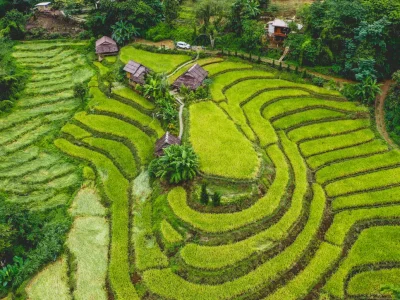 tegallalang rice terrace (3)